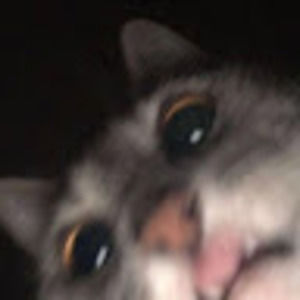 Meet your Posher, Hazel